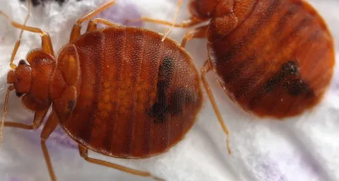 Bed Bugs