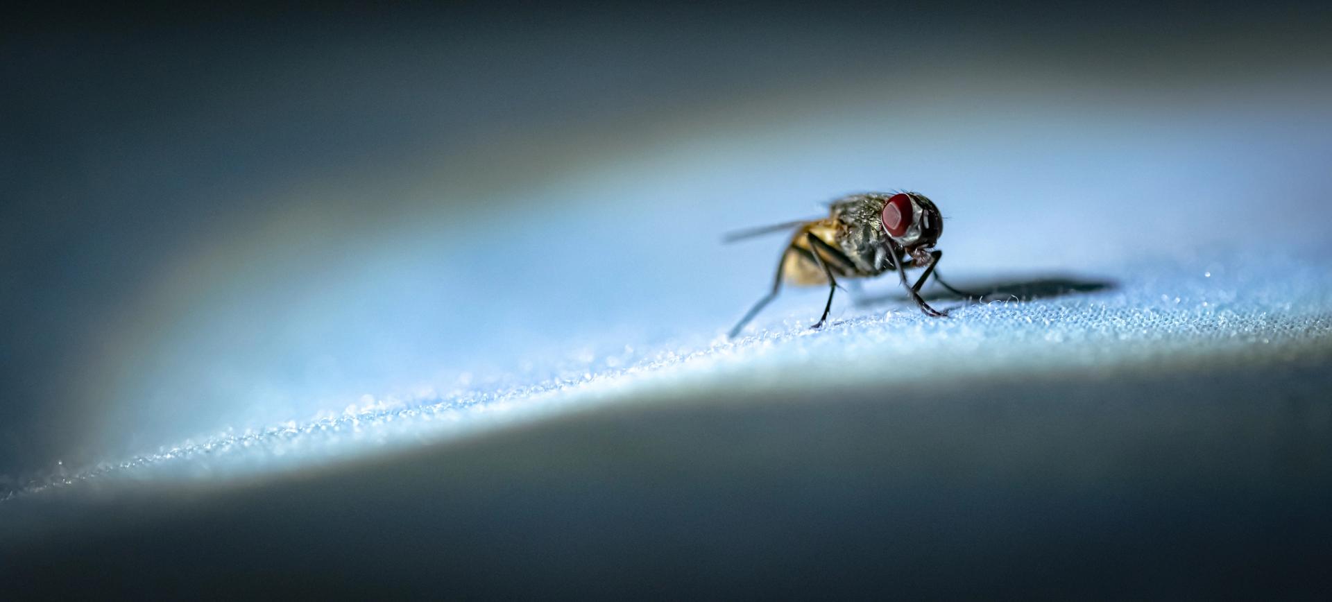 Flying insect deals control